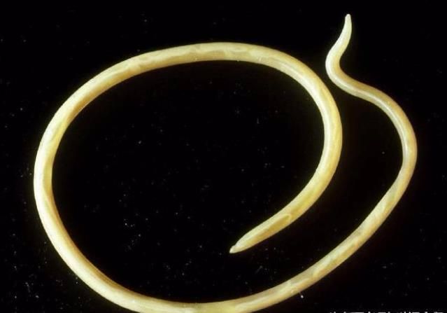 15种每年杀死人类最多的动物排名，第1名你一定想不到 骚操作 第8张