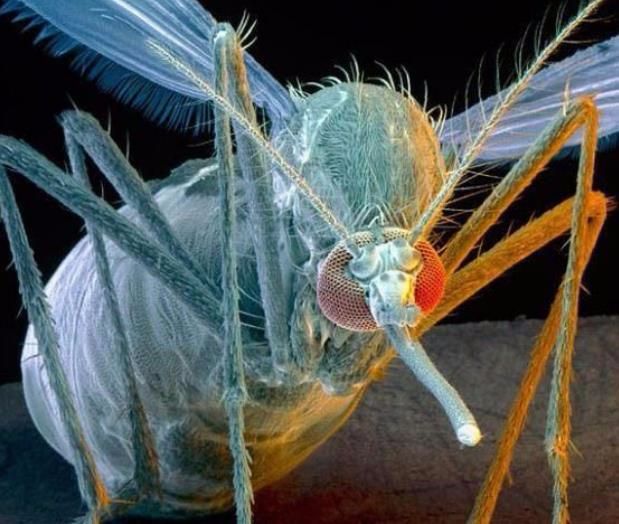 15种每年杀死人类最多的动物排名，第1名你一定想不到 骚操作 第11张