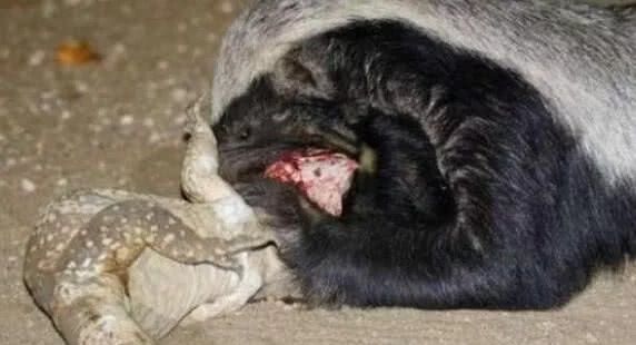 蜜獾是蛇类的天敌？只是它没机会遇到这种蛇类，否则蜜獾必死无疑 骚操作 第3张