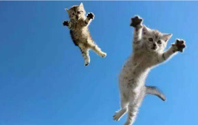 猫有9条命? 科学家把150只猫从楼上丢下去, 终于找到答案 骚操作 第3张