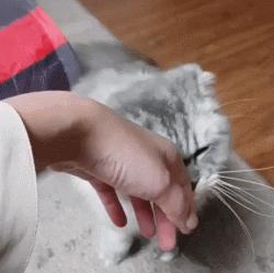 撸猫的正确姿势，猫咪最爽的5个位置和5大绝对禁区！让猫咪欲罢不能的抚摸，撸猫手法七式，了解一下？ 小知识 第3张