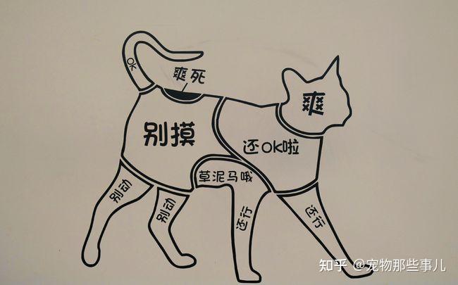撸猫的正确姿势，猫咪最爽的5个位置和5大绝对禁区！让猫咪欲罢不能的抚摸，撸猫手法七式，了解一下？ 小知识 第2张