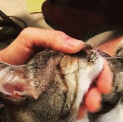 撸猫的正确姿势，猫咪最爽的5个位置和5大绝对禁区！让猫咪欲罢不能的抚摸，撸猫手法七式，了解一下？ 小知识 第4张