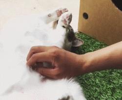 撸猫的正确姿势，猫咪最爽的5个位置和5大绝对禁区！让猫咪欲罢不能的抚摸，撸猫手法七式，了解一下？ 小知识 第5张