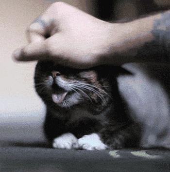 撸猫的正确姿势，猫咪最爽的5个位置和5大绝对禁区！让猫咪欲罢不能的抚摸，撸猫手法七式，了解一下？ 小知识 第7张