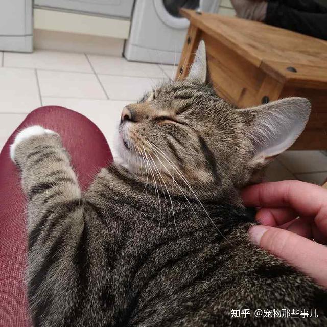 撸猫的正确姿势，猫咪最爽的5个位置和5大绝对禁区！让猫咪欲罢不能的抚摸，撸猫手法七式，了解一下？ 小知识 第6张