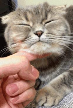 撸猫的正确姿势，猫咪最爽的5个位置和5大绝对禁区！让猫咪欲罢不能的抚摸，撸猫手法七式，了解一下？ 小知识 第8张