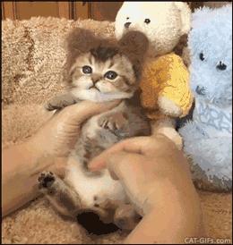 撸猫的正确姿势，猫咪最爽的5个位置和5大绝对禁区！让猫咪欲罢不能的抚摸，撸猫手法七式，了解一下？ 小知识 第9张
