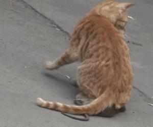 撸猫的正确姿势，猫咪最爽的5个位置和5大绝对禁区！让猫咪欲罢不能的抚摸，撸猫手法七式，了解一下？ 小知识 第11张