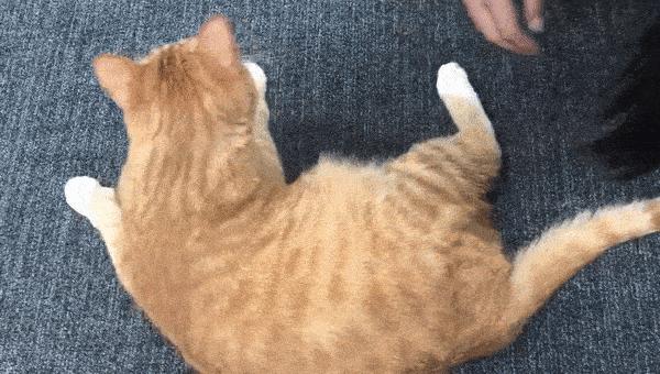 撸猫的正确姿势，猫咪最爽的5个位置和5大绝对禁区！让猫咪欲罢不能的抚摸，撸猫手法七式，了解一下？ 小知识 第13张