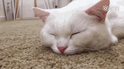 撸猫的正确姿势，猫咪最爽的5个位置和5大绝对禁区！让猫咪欲罢不能的抚摸，撸猫手法七式，了解一下？ 小知识 第16张