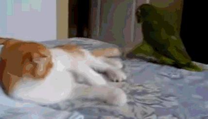 撸猫的正确姿势，猫咪最爽的5个位置和5大绝对禁区！让猫咪欲罢不能的抚摸，撸猫手法七式，了解一下？ 小知识 第14张