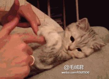撸猫的正确姿势，猫咪最爽的5个位置和5大绝对禁区！让猫咪欲罢不能的抚摸，撸猫手法七式，了解一下？ 小知识 第15张