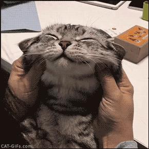 撸猫的正确姿势，猫咪最爽的5个位置和5大绝对禁区！让猫咪欲罢不能的抚摸，撸猫手法七式，了解一下？ 小知识 第21张