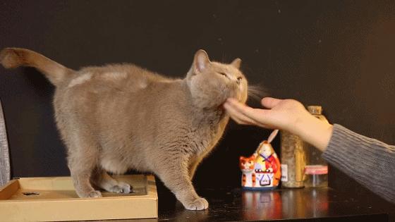 撸猫的正确姿势，猫咪最爽的5个位置和5大绝对禁区！让猫咪欲罢不能的抚摸，撸猫手法七式，了解一下？ 小知识 第23张