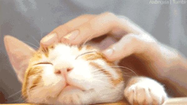 撸猫的正确姿势，猫咪最爽的5个位置和5大绝对禁区！让猫咪欲罢不能的抚摸，撸猫手法七式，了解一下？ 小知识 第20张