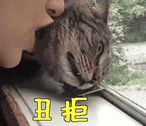 撸猫的正确姿势，猫咪最爽的5个位置和5大绝对禁区！让猫咪欲罢不能的抚摸，撸猫手法七式，了解一下？ 小知识 第18张