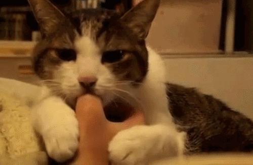 撸猫的正确姿势，猫咪最爽的5个位置和5大绝对禁区！让猫咪欲罢不能的抚摸，撸猫手法七式，了解一下？ 小知识 第19张