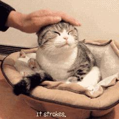 撸猫的正确姿势，猫咪最爽的5个位置和5大绝对禁区！让猫咪欲罢不能的抚摸，撸猫手法七式，了解一下？ 小知识 第25张