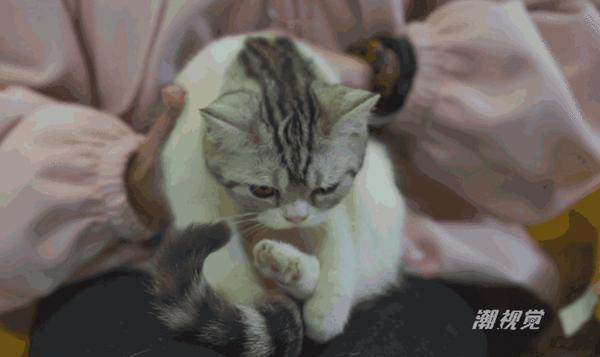 撸猫的正确姿势，猫咪最爽的5个位置和5大绝对禁区！让猫咪欲罢不能的抚摸，撸猫手法七式，了解一下？ 小知识 第24张
